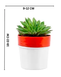 Phulwa Vishnu Kamal Live Plant with red and White Plastic Pot Low maintainance succulant Plant Indoor Plant for Home Decoration and Office Plant-thumb1