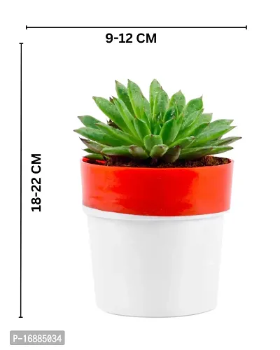 Phulwa Vishnu Kamal Live Plant with red and White Plastic Pot Low maintainance succulant Plant Indoor Plant for Home Decoration and Office Plant-thumb2