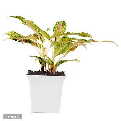 Phulwa Aglaonema Pink Snow Live Plant with White Square Plastic Pot for Home decore, Indoor Plant, Office Plant with White Pot.-thumb0