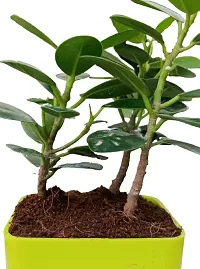 Phulwa | Ficus Compacta | Plastic Pot | Indoor  Outdoor Plants | Gift for Birthday | Home Decorative-thumb1