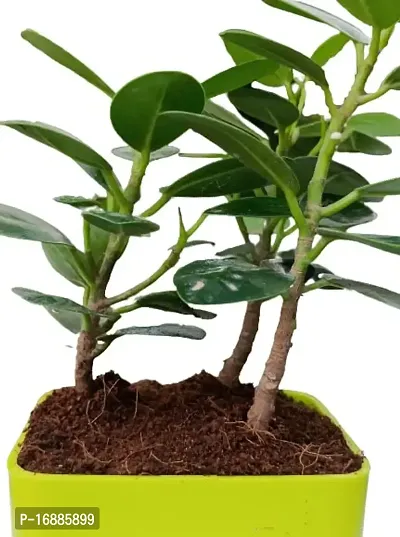 Phulwa | Ficus Compacta | Plastic Pot | Indoor  Outdoor Plants | Gift for Birthday | Home Decorative-thumb2