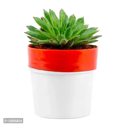 Phulwa Vishnu Kamal Live Plant with red and White Plastic Pot Low maintainance succulant Plant Indoor Plant for Home Decoration and Office Plant