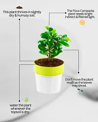 Phulwa Ficus compacta Live Plant with Yellow and White Plastic Pot, Indoor Plant, House Plant, Offfice Plant,-thumb2