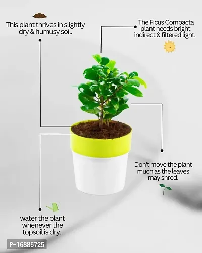 Phulwa Ficus compacta Live Plant with Yellow and White Plastic Pot, Indoor Plant, House Plant, Offfice Plant,-thumb3