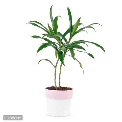 Phulwa Song of India Green Live Plant with White and Pink Plastic Pot for Home Decoration, Indoor Plant, House Plant, Office Plant, Cactus Plant, Succulent Plant