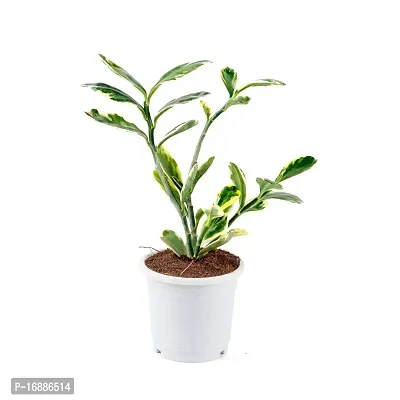 Phulwa Indoor Outdoor Live Pedilanthus Plant (Pedilanthus Varigated)-thumb0