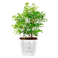 Phulwa Live Kamini Plant with White Square Plastic Pot with Buddha Print Plant for Indoor  Outdoor, Home  Office D?cor,Pack of 1-thumb1