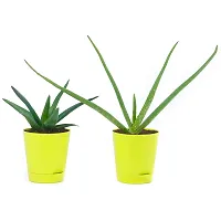 Phulwa Plant Combo of 2 aloevera Plants with Yellow self Watering Pot for Home d?cor, Medicinal Plant with Pot, Indoor Plant-thumb3