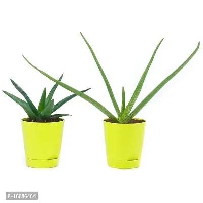 Phulwa Plant Combo of 2 aloevera Plants with Yellow self Watering Pot for Home d?cor, Medicinal Plant with Pot, Indoor Plant-thumb4