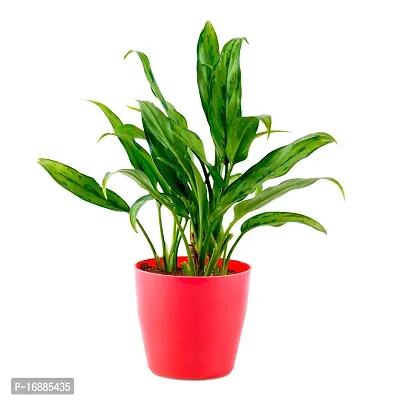 Phulwa Green Live Aglaonema Plant with Red Round Pot Plant for Indoor  Outdoor, Home  Office Decoration,Garden, Pack of 1