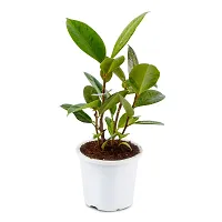 Phulwa Variegated Rubber Plant Best Indoor Air Purifying Plant Include White Pot-thumb1