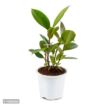 Phulwa Variegated Rubber Plant Best Indoor Air Purifying Plant Include White Pot-thumb2