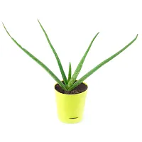 Phulwa Live Aloevera Medicinal Plant with Yellow Self Watering Pot, Succulent Plant Natural Live for Indoor  Outdoor, Living Room, Home  Office Table D?cor, Pack of 1-thumb1