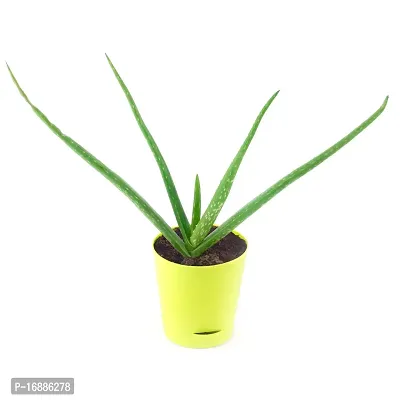 Phulwa Live Aloevera Medicinal Plant with Yellow Self Watering Pot, Succulent Plant Natural Live for Indoor  Outdoor, Living Room, Home  Office Table D?cor, Pack of 1-thumb2