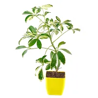 Phulwa Schefflera Indoor Air Purifier Plant with Yellow Square Plastic Pot for Home and Office Decoration-thumb1