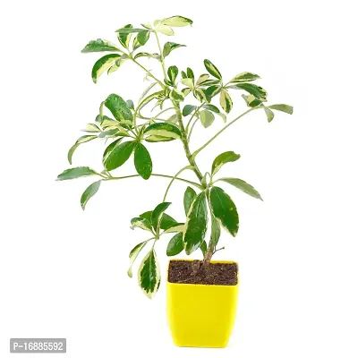 Phulwa Schefflera Indoor Air Purifier Plant with Yellow Square Plastic Pot for Home and Office Decoration-thumb2