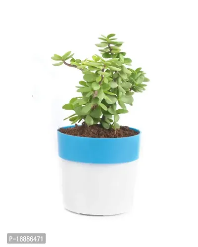 Phulwa Combo of 2 Plants, Jade Plant with Blue and White 2 Shade Pot and Golden Money Plant with Pink and White Plastic Pot, Plants for Home  Office d?coration| Outdoor  Indoor Pack of 2-thumb3