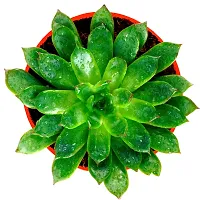 Phulwa Vishnu Kamal Live Plant with red self Watering Plastic Pot Low maintainance succulant Plant Indoor Plant for Home Decoration and Office Plant-thumb2