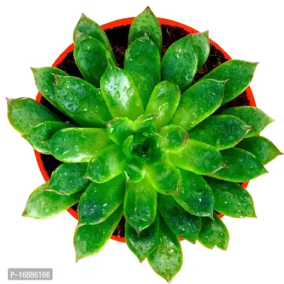 Phulwa Vishnu Kamal Live Plant with red self Watering Plastic Pot Low maintainance succulant Plant Indoor Plant for Home Decoration and Office Plant-thumb3