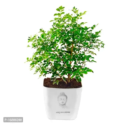 Phulwa Live Kamini Plant with White Square Plastic Pot with Buddha Print Plant for Indoor  Outdoor, Home  Office D?cor,Pack of 1-thumb4