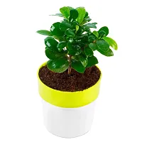 Phulwa Ficus compacta Live Plant with Yellow and White Plastic Pot, Indoor Plant, House Plant, Offfice Plant,-thumb3