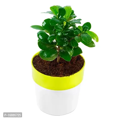 Phulwa Ficus compacta Live Plant with Yellow and White Plastic Pot, Indoor Plant, House Plant, Offfice Plant,-thumb4