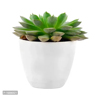 Phulwa Vishnu Kamal Live Plant with White Plastic Pot Low maintainance succulant Plant Indoor Plant for Home Decoration and Office Plant