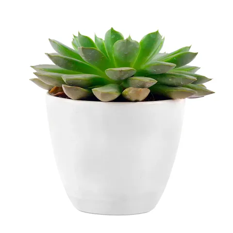 Hot Selling Plant & Planters 