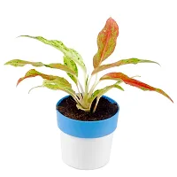 Phulwa Aglaonema Pink Snow Live Plant with Blue and White Round Plastic Pot for Home decore, Indoor Plant, Office Plant-thumb1