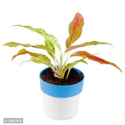 Phulwa Aglaonema Pink Snow Live Plant with Blue and White Round Plastic Pot for Home decore, Indoor Plant, Office Plant-thumb2