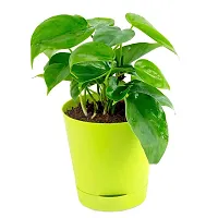 PHULWA Air Purifying Green Live Money Plant with yellow self watering plastic pot low maintainance, plant for Home  Office D?cor | Easy Care | Lucky plant | Plant for Gifting | indoor  outdoor decoration | Pack of 1-thumb2