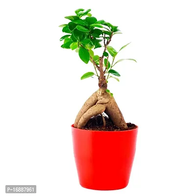 Phulwa Ficus Bonsai Live Plant with red Round Plastic Pot, Indoor Plant, House Plant, Offfice Plant, Bonsai Plant