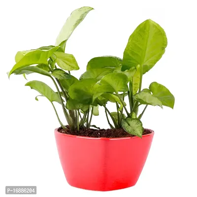 PHULWA Syngonium Green Indoor Air Purifier Plant With Red Ceramic Pot For Home And Office Decoration
