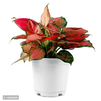 Phulwa Aglaonema Valentine Live Plant with White Nursery Pot for Home decore, Indoor Plant, Office Plant