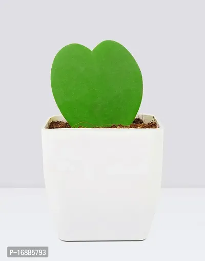 Phulwa Hoya Heart Cute Succulent Plant with White Pot| Perfect Valentine Gift for Your Loved Ones | Indoor Plant | Office Plant |-thumb0