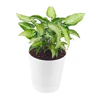 Phulwa Syngonium Green Plant Indoor Air Purifier with White Plastic Pot for Home and Office Decoration-thumb3