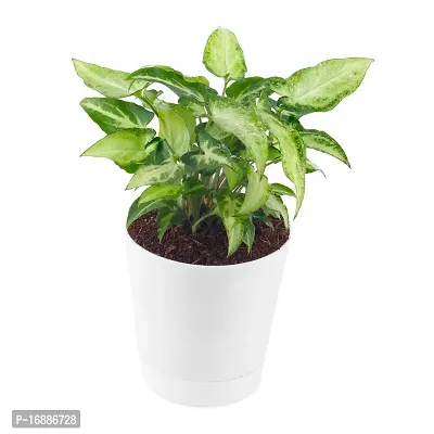 Phulwa Syngonium Green Plant Indoor Air Purifier with White Plastic Pot for Home and Office Decoration-thumb4