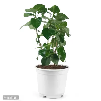 Phulwa Hibiscuss Live Plant with White Nursery Pot for Home Decoration, Indoor Plant, House Plant, Office Plant, Cactus Plant, Succulent Plant