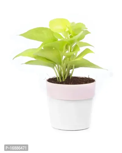 Phulwa Combo of 2 Plants, Jade Plant with Blue and White 2 Shade Pot and Golden Money Plant with Pink and White Plastic Pot, Plants for Home  Office d?coration| Outdoor  Indoor Pack of 2-thumb4