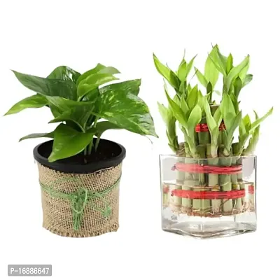 Phulwa Combo of Two Layer Lucky Bamboo Plant with Sqaure Glass Pot and Green Money Plant with Round Jute Wrapped Pot, Easy Care Indoor House Plant | Home  Office D?cor Airpurifying | Good Luck | Plant for Gifting | Pack of 1