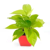 Golden Money Plant-thumb3