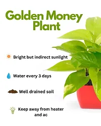 Golden Money Plant-thumb2