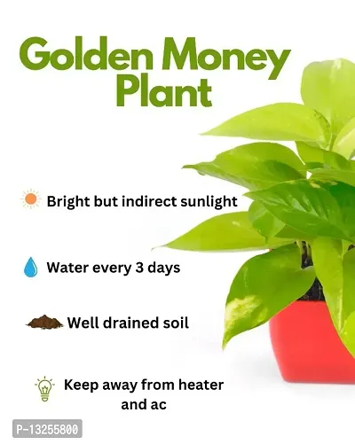 Golden Money Plant-thumb3