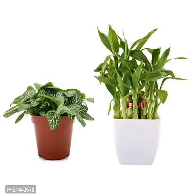 Phulwa combo set of 2 Plant fittonia and 2 Layer Lucky Bamboo | Bamboo Plant | Lucky Plant | Good Luck Plant | Best Decor | Green Gift | Best Gift for office
