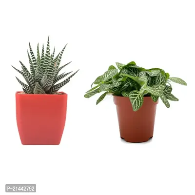 Phulwa combo of 2 Plant fittonia and Zebra haworthia-indoor Plant