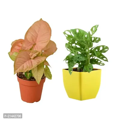 Phulwa combo set of 2 Plants Monstera plant and Pink Syngonium-thumb0