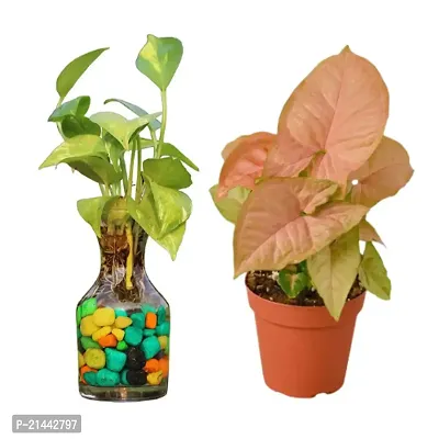 PHULWA Golden Money Plant With Glass Bottle and Pink Syngonium| Best Home Deacute;cor Item| Good Luck |-thumb0