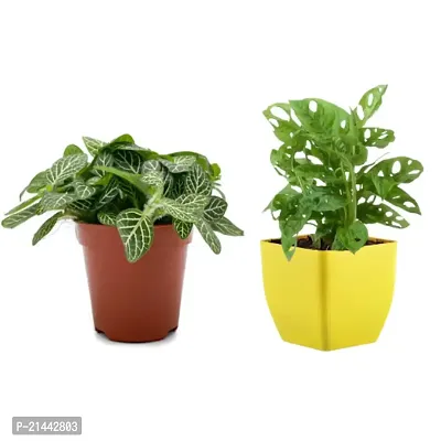 Phulwa combo of 2 Plant fittonia and Monstera Plant| Swiss Cheese Vine | Broken Heart Plant | Natural Live Plant in Pot|