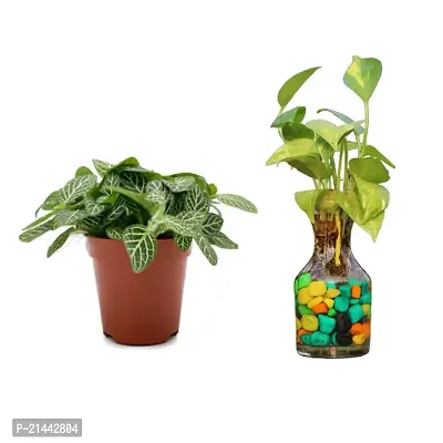 Phulwa combo set of 2 Plants |  fittonia Plant and Green Money Plant-thumb0