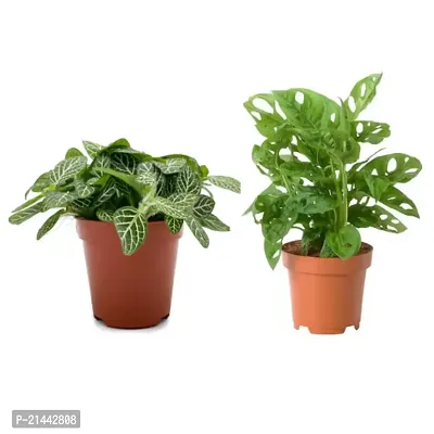 Phulwa combo of 2 Plants  fittonia Plants  and Monstera Plant- Philodendron Broken Heart Indoor Plant and  Fittonia Green Nerve Live Plant with Pot - Indoor Plants